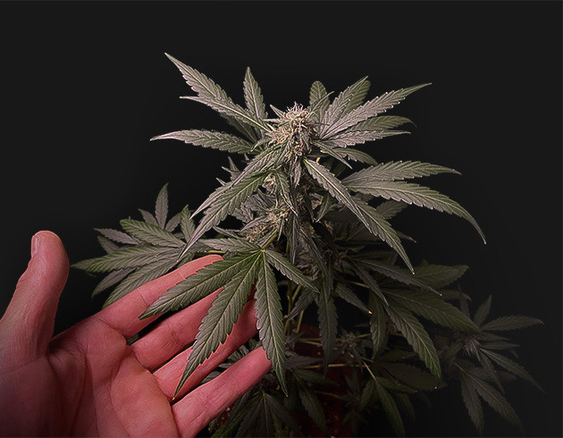 Amnesia Zkittlez Auto: начало полноценного цветения Множество пушистых помпонов на кусте