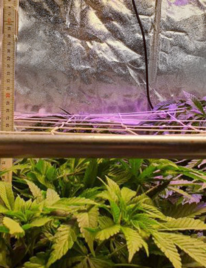 Восьмая неделя выращивания Заполненное пространство под сеткой