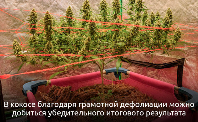Результат выращивания с грамотной дефолиацией Харвест
