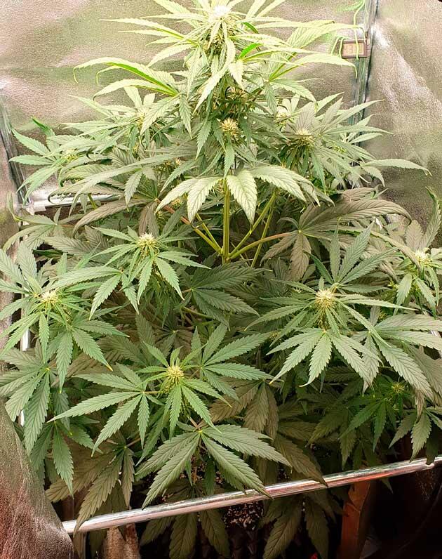 Дефолиация и увеличение дозировки удобрений Куст Hellfire OG Auto на 8 неделе выращивания