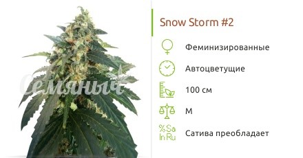 Сорт конопли Snow Storm 2 auto Snow Storm #2 auto fem от Dutch Passion