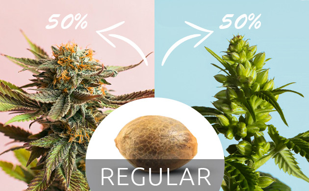 Вероятность получения женского и мужскго растения Процентное соотношение пола регулярных семян 50/50