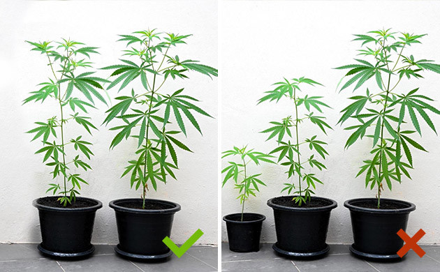 Кусты каннабиса одного роста для совместного выращивания Фактор структуры генетик при совместном культивировании