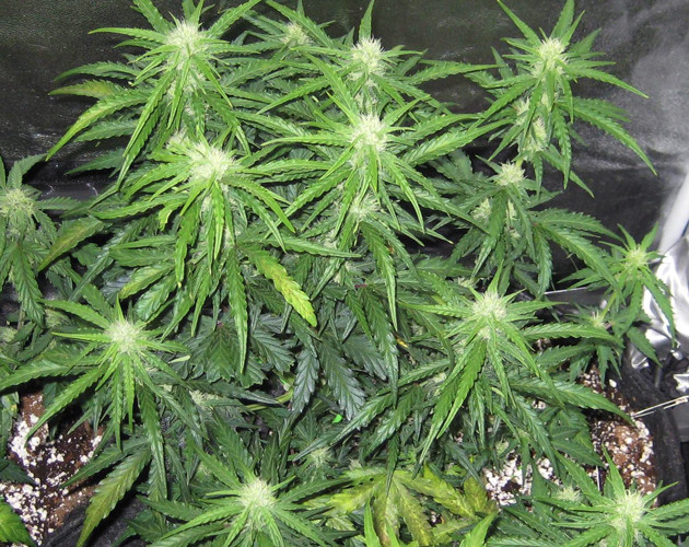 Проблемы с нехваткой азота Дефицит азота