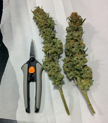 Шишки конопли Fruit Punch fem Соцветия каннабиса Fruit Punch fem