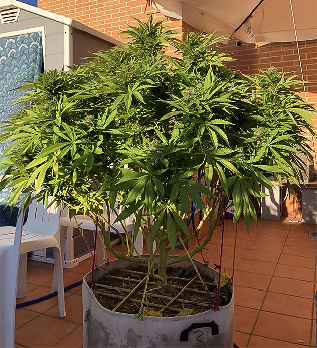 Гроурепорт сорта Sensi Star