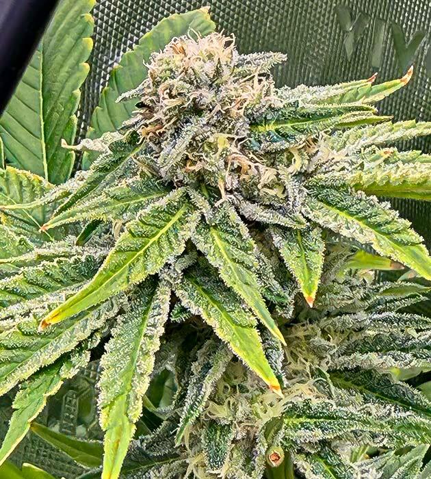 Фруктово-сладкий запах конопли Куст Mellowz от Compound Genetics на фазе цветения