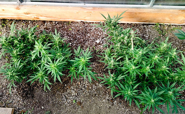 Кусты Grand Gorilla Purple Auto на 10 неделе развития