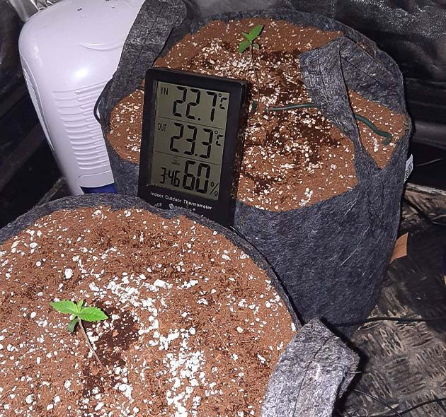 Проращивание семян конопли Jack 47