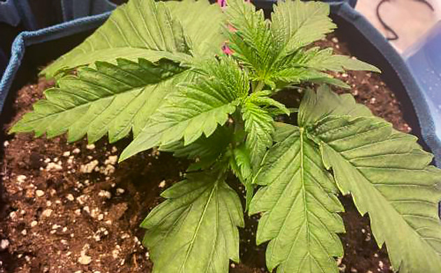 Топпинг на второй неделе выращивания Формирование нескольких пар листьев