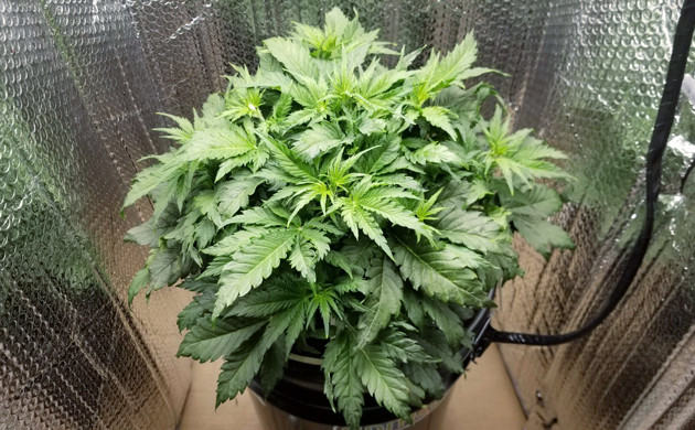 Развитие каннабиса Lemon AK auto fem в небольшом гроубоксе Конопля Lemon AK auto fem на четвертой неделе роста