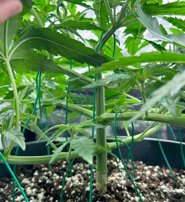 Проведение топпинга и LST – тренировки Куст Mimosa Evo на стадии вегетации