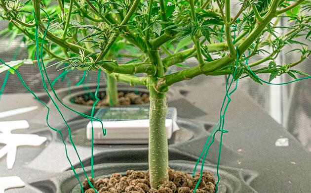 Правильное крепление для стабильного роста Мягкие подвязки для тренировки побегов