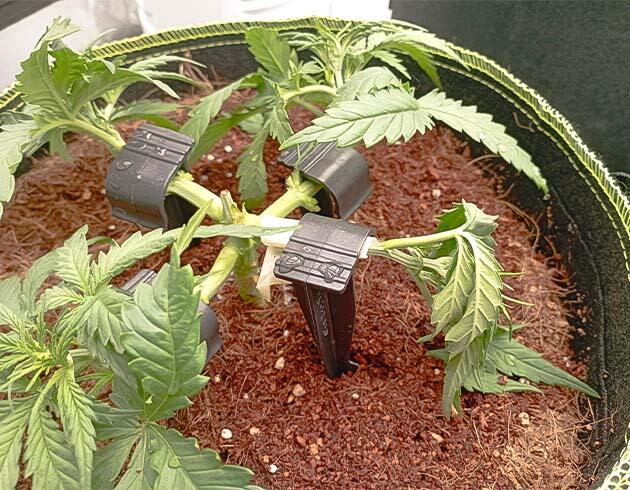Куст White Widow Auto от FastBuds на 4 неделе развития