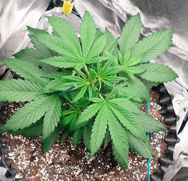 LST и корректировка удобрений Куст Hellfire OG Auto от 7CH American на 5 неделе