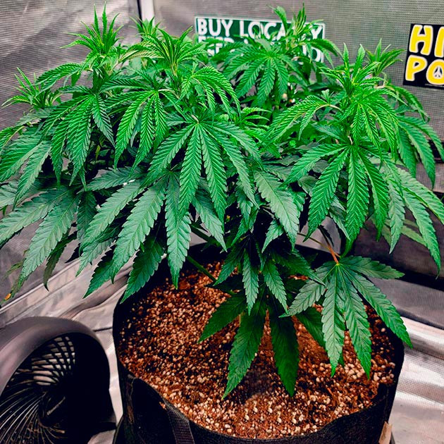 Суперкроппинг DDoS #33 Полив и тренировка DDoS #33