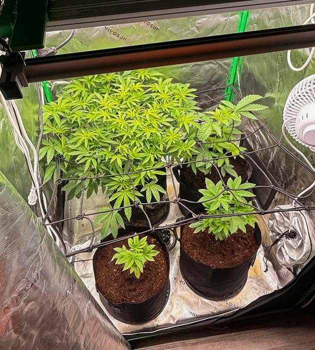 Активный рост первого куста Кусты Mellowz на 8 неделе развития
