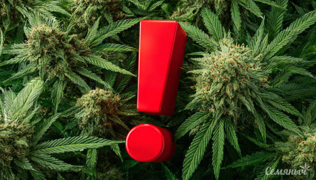 Ошибки после харвеста, влияющие на качество урожая