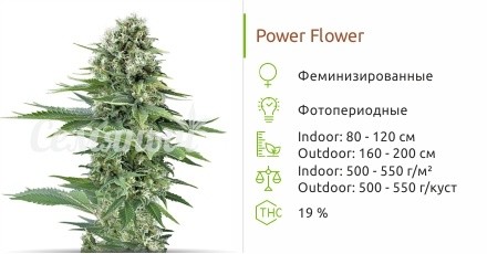 Сорт конопли Power Flower Power Flower fem (Royal Queen Seeds)