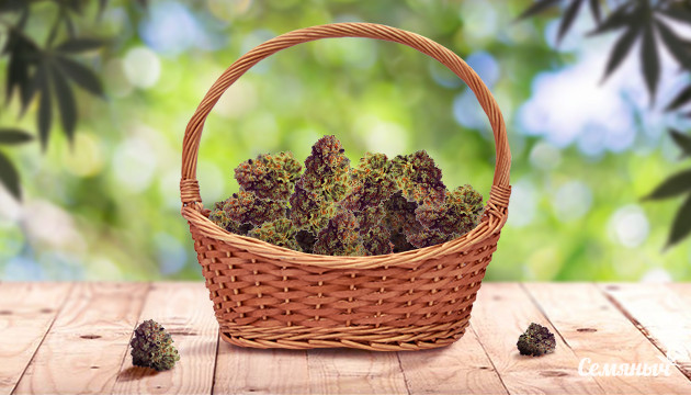 Увеличение урожая конопли