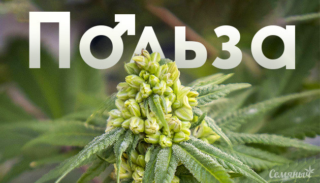 Мужское растение с мешочками пыльцы