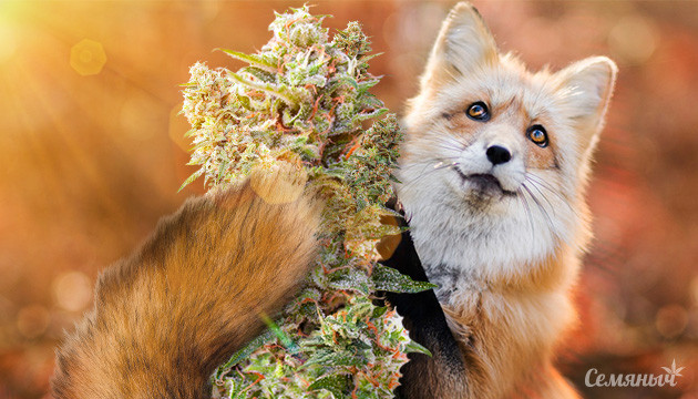 Что такое лисий хвост Лисий хвост на конопле