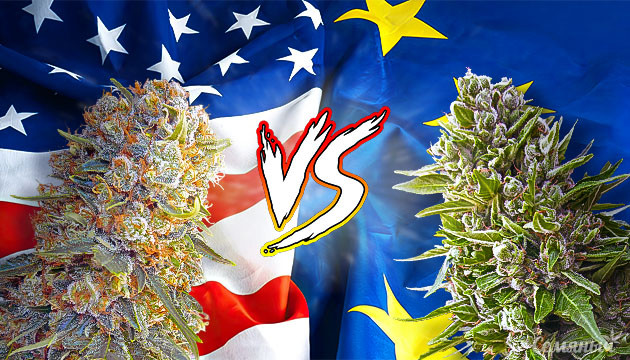 История американской и европейской генетики конопли