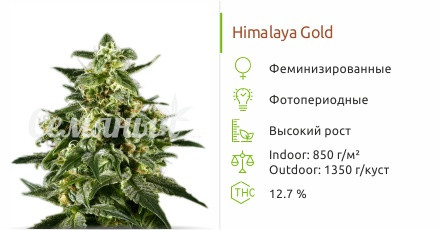 Сорт марихуаны Himalaya Gold Himalaya Gold от Green House Seeds