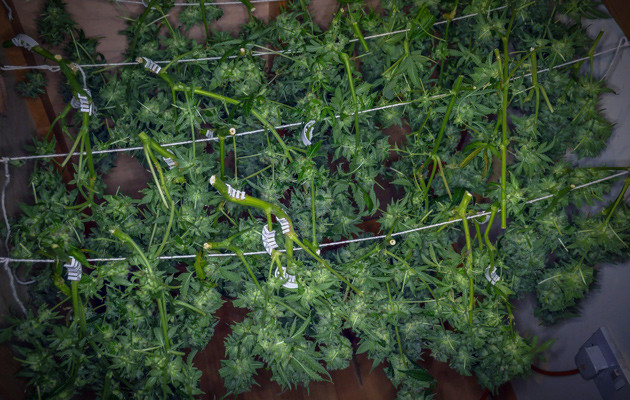 Собранный урожай