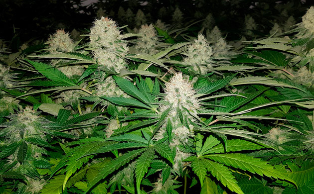 Появление обильного запаха на 14 неделе выращивания Крупные соцветия