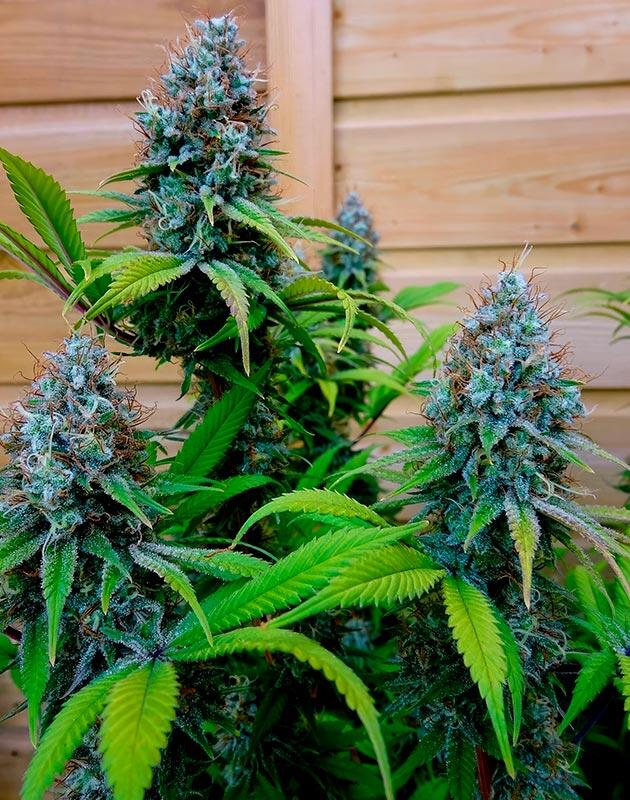 Спелые соцветия каннабиса с синеватым оттенком и янтарными трихомами