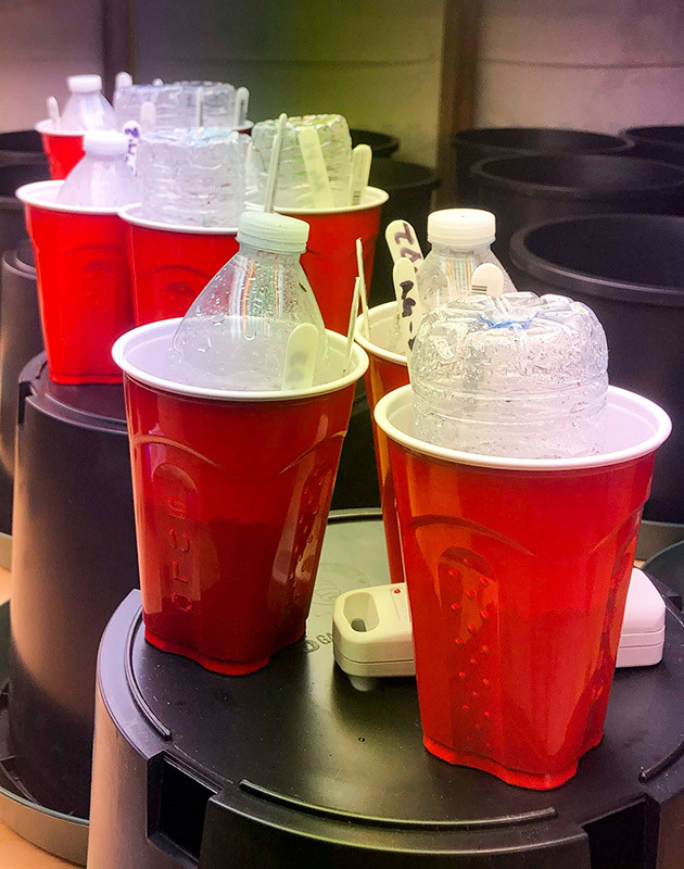 Пророст семян сорта Gelato Auto Проращивание семян конопли Gelato Auto