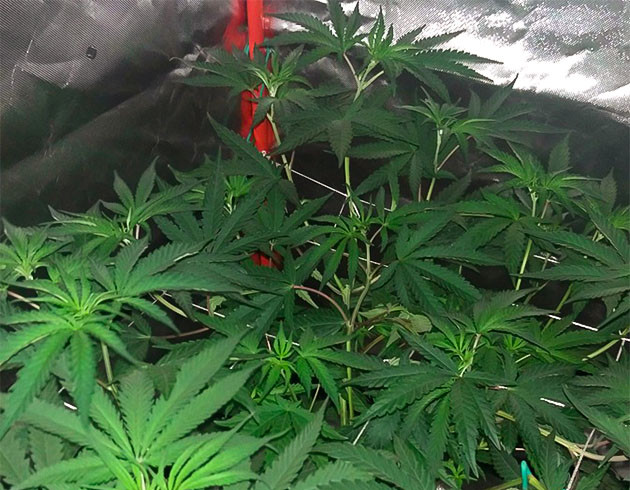 Стимуляция роста куста Wedding Gelato