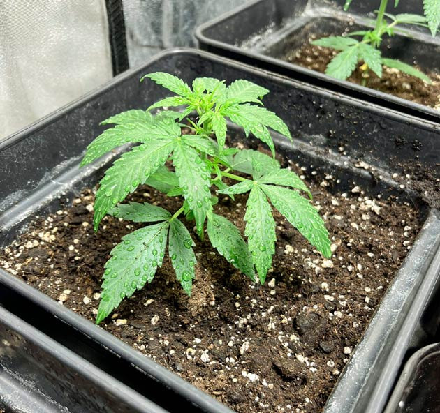 Ростишки Titan F1 Auto от RQS ростом 8 см