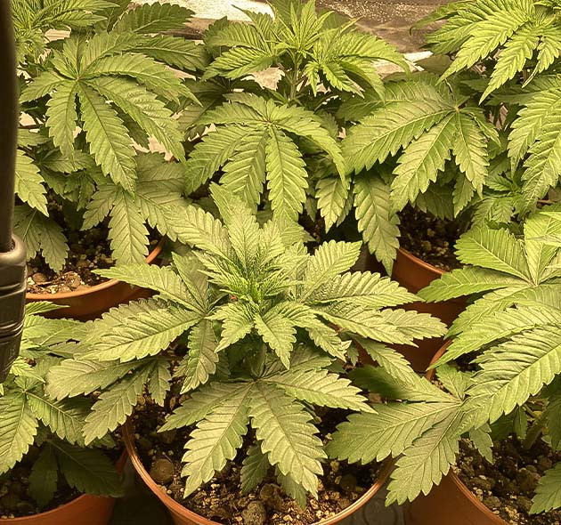 Растение Liberty Haze на 3 неделе выращивания Гроурепорт конопли Liberty Haze на 3 неделе