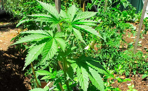 выращивание сорта конопли Pineapple Chunk Стимуляция роста куста Pineapple Chunk