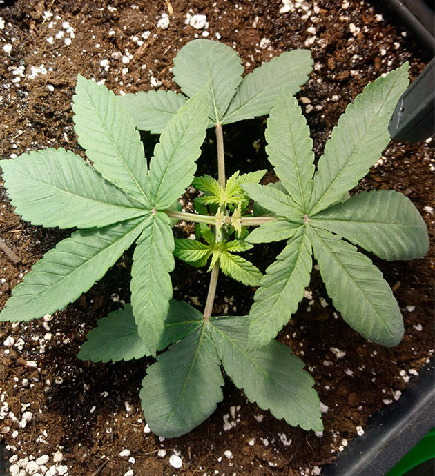 Применение топпинга на второй неделе роста Обрезка верхушки куста