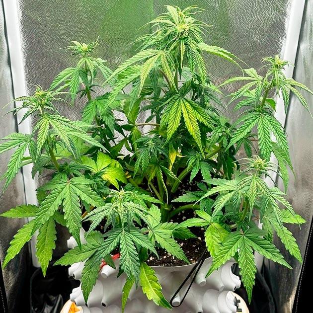 Куст Auto Critical Lemon CBD на 4 неделе развития