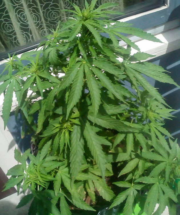 Начало предцвета на 5 неделе роста Появление точек роста шишек