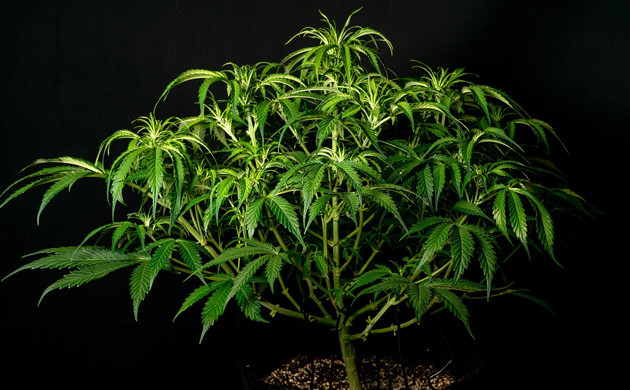 Развитие Lemon AK на 7 неделе грова