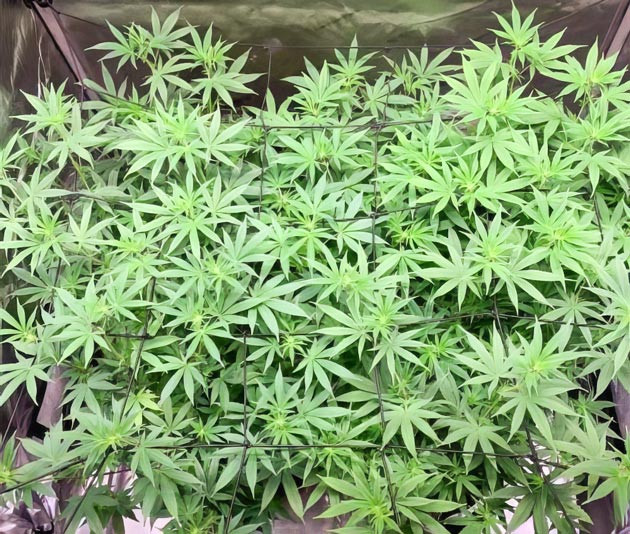 Появление интенсивного аромата у марихуаны Терпены конопли