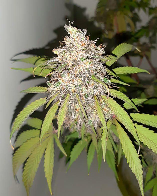 Потемнение шишек Куст Zkittlez Auto от Семяныча на 12 неделе выращивания