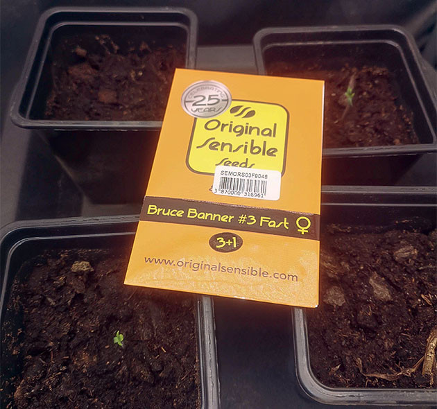 Проращивание Bruce Banner #3 Fast Проращивание семян конопли Bruce Banner #3 Fast