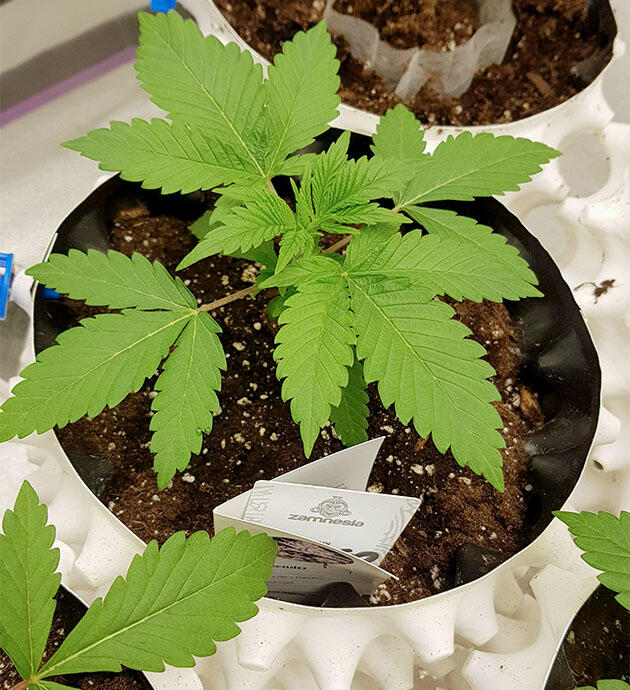 Вегетативный рост каннабиса перед первой пересадкой Молодое растение каннабиса на второй неделе вегетации