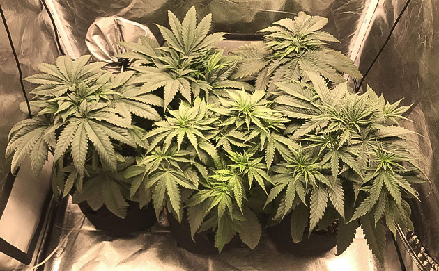 Кусты Chemical Bride в гроубоксе