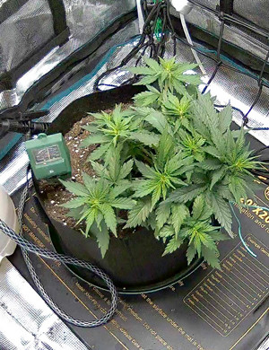 Применение техники LST Появление первых предцветов