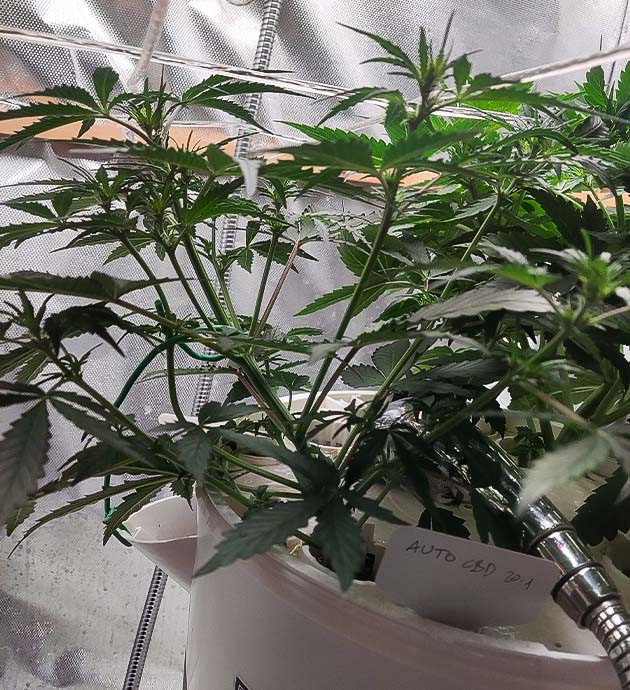 Высота куста 30см на 4 неделе выращивания