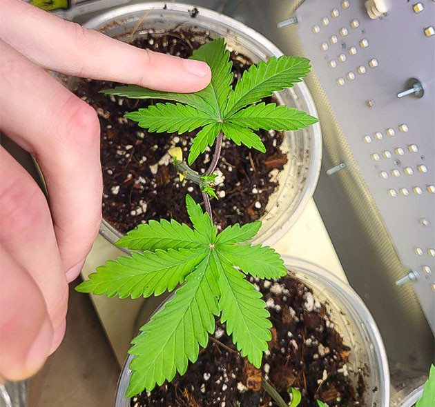 Начало периода вегетации у каннабиса Конопля после топпинга