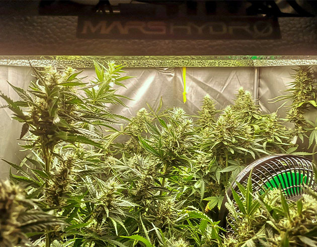 Перевод на цветение куста Bruce Banner #3 Fast Стимуляция цветения куста Bruce Banner #3 Fast