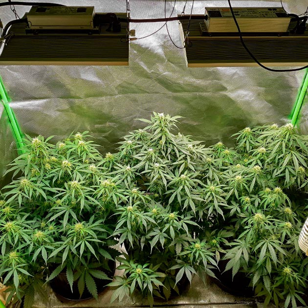 Стимуляция роста куста Scout Cookies Auto Растение Scout Cookies Auto